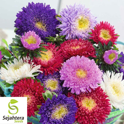 Powder Puff Aster Seeds - 1000+ Heirloom - Rainbow Mix, Fresh Cut Flowers