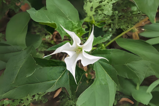 Moon Flower Seeds - Datura Inoxia, 20 Seeds for Planting, Night-Blooming Flower, Fragrant White Blooms