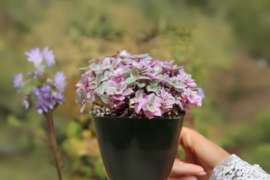 Callisia repens 'Pink Lady' - 6in Pot - Variegated Turtle Vine - Easy Care Trailing Plant for Hanging Baskets & Indoor Gardens