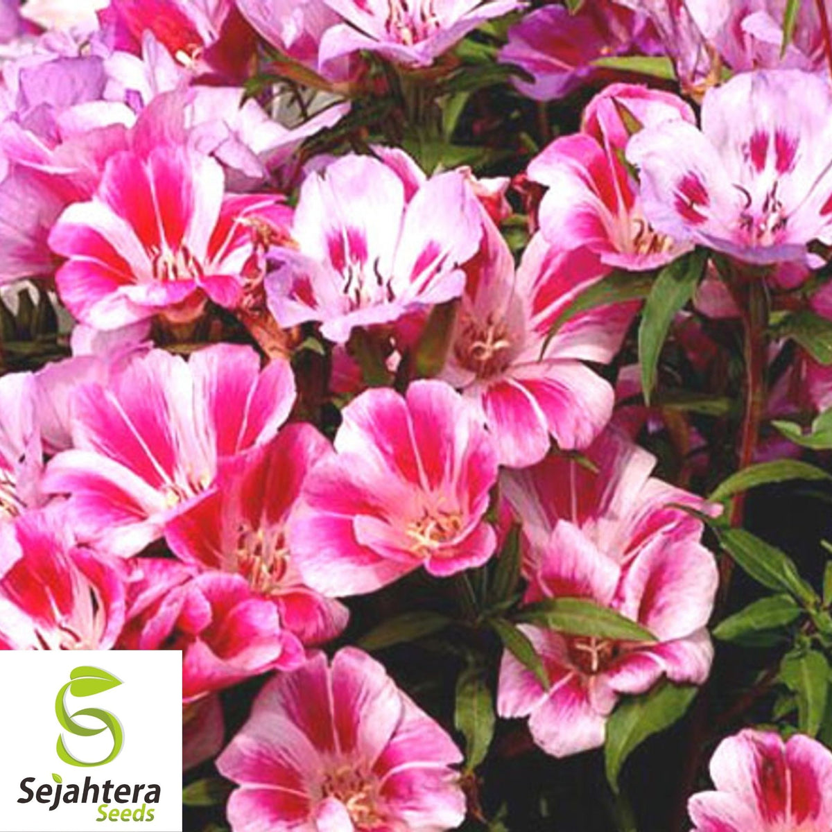 Clarkia Farewell to Spring Seeds 300+ | Godetia amoena Annual Flower USA