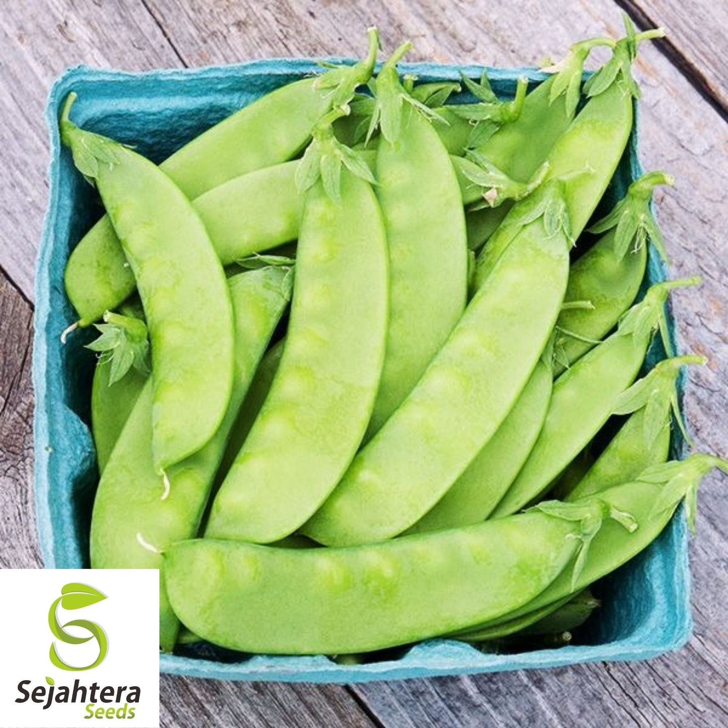 Oregon Sugar Pod II Pea Seeds 25 Ct | Heirloom Snow Pod Vegetable USA