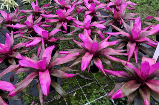 Bromeliad Plant 6" Neoregelia Sandy Pink Coral Variety - Tropical Indoor Accent, Neoregelia ‘Sandy’