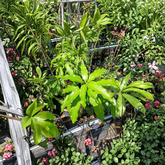 Lemon Zest Mango Tree – Mangifera indica Grafted Organic Tree | 3–4 Feet Tall | Rare Florida Variety  Citrus-Sweet Flavor | Fiberless Fruit | Tropical Specialty