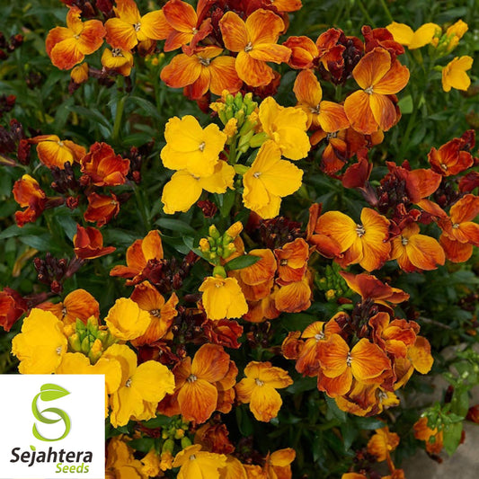 150+ English Wallflower Seeds - Cheiranthus Cheiri, Vibrant Blooms, Non-GMO