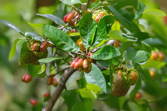 Bee Tupelo Ogeechee Lime Sour White Tupelo (Nyssa ogeche)