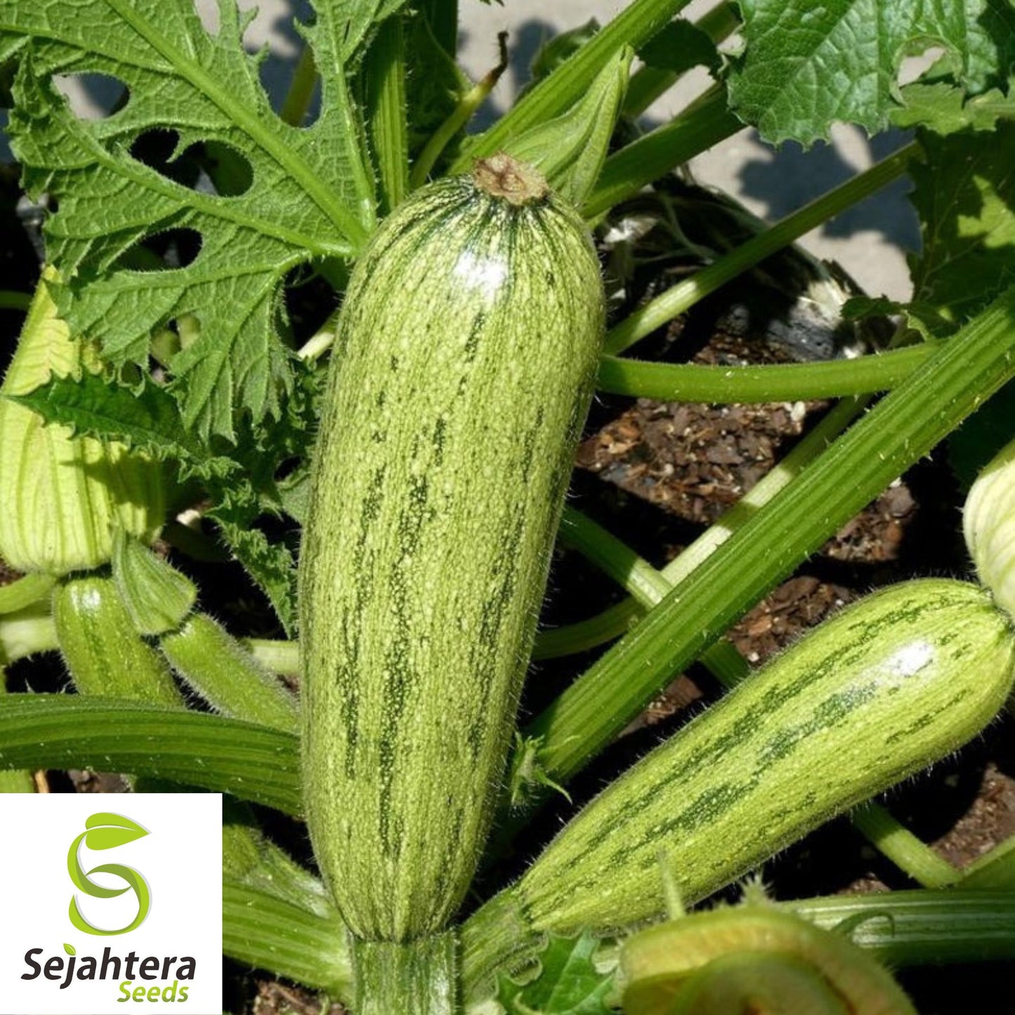 15 Caserta Zucchini Squash Seeds - Non-GMO, Summer Heirloom Variety