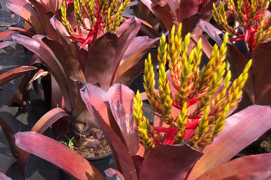 Aechmea 'Big Ben' Bromeliad Plant - 9" Tropical Foliage with Architectural Leaves - Perfect for Indoor or Outdoor Gardens