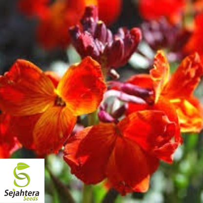 150+ English Wallflower Seeds - Cheiranthus Cheiri, Vibrant Blooms, Non-GMO