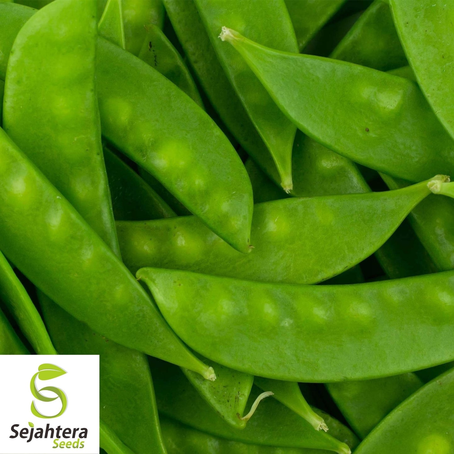 Oregon Sugar Pod II Pea Seeds 25 Ct | Heirloom Snow Pod Vegetable USA