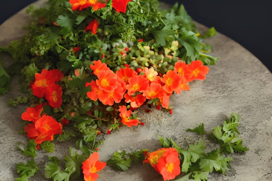 Qty (4) Live Orange Portulaca Plants, Drought-Tolerant Moss Rose, Portulaca grandiflora, 6" Pot