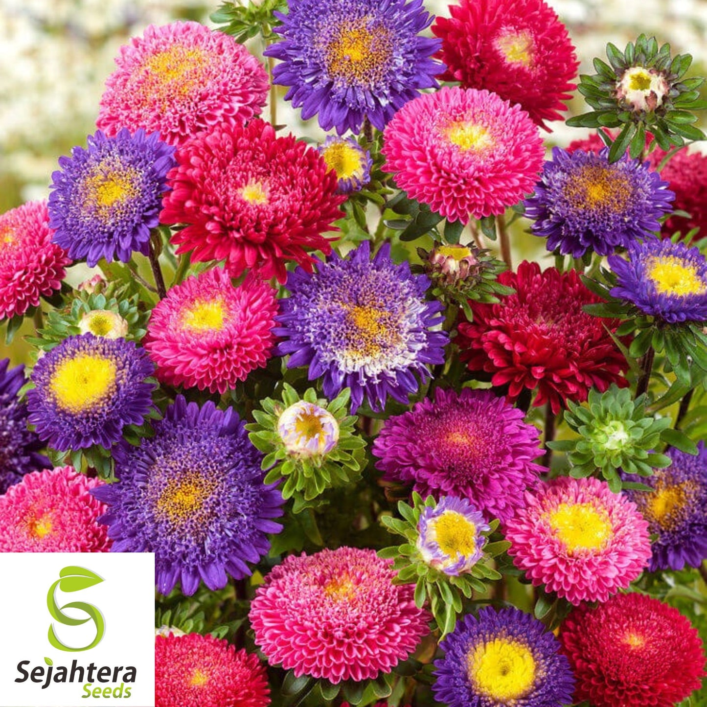 Powder Puff Aster Seeds - 1000+ Heirloom - Rainbow Mix, Fresh Cut Flowers