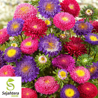 Powder Puff Aster Seeds - 1000+ Heirloom - Rainbow Mix, Fresh Cut Flowers