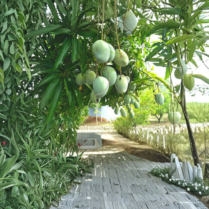 Coconut Cream Mango Tree – Mangifera indica ‘Coconut Cream’ Live Grafted Tree | Approx. 4 Feet Tall | Premium Tropical Variety  Creamy Coconut Flavor | Mid–Late Season | Collector Favorite