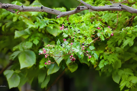 Pepper Vine Peppervine (Ampelopsis arborea)