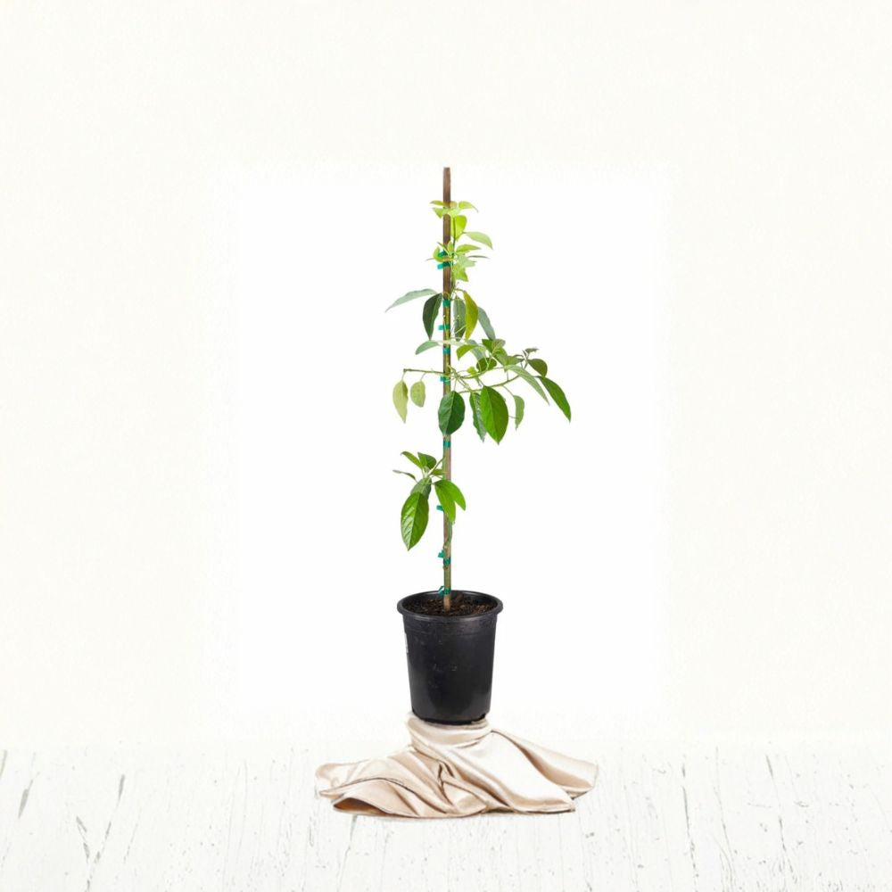 Mexicola Grande Avocado Tree – Persea americana Grafted Live Tree | 2–4 Feet Tall  Extra Cold Hardy Avocado | Fast Fruiting | Ideal for Cooler Climates