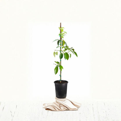 Mexicola Grande Avocado Tree – Persea americana Grafted Live Tree | 2–4 Feet Tall  Extra Cold Hardy Avocado | Fast Fruiting | Ideal for Cooler Climates