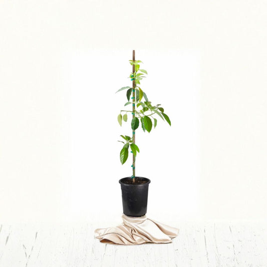 Mexicola Grande Avocado Tree – Persea americana Grafted Live Tree | 2–4 Feet Tall  Extra Cold Hardy Avocado | Fast Fruiting | Ideal for Cooler Climates