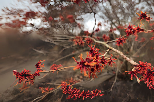 Ozark Witchhazel Spring-blooming Hazel Vernal Hazel (Hamamelis vernalis)