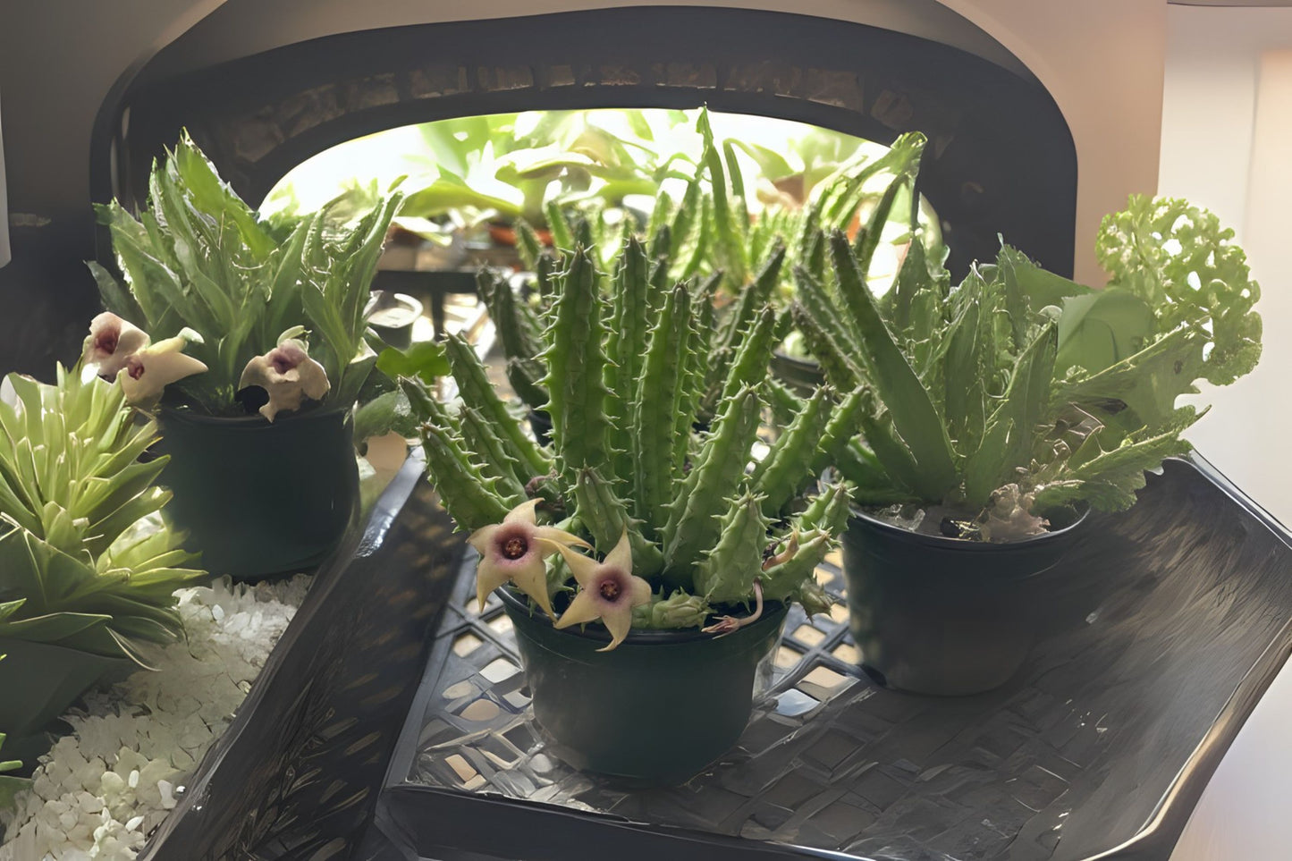 Huernia Succulent - 4” Rare Star-Shaped Plant - Easy Care Live Stapeliad - Unique Gift for Plant Lovers