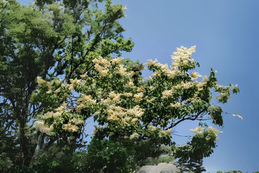 Amur Lilac Amur Tree Lilac (Syringa reticulata ssp. Amurensis)