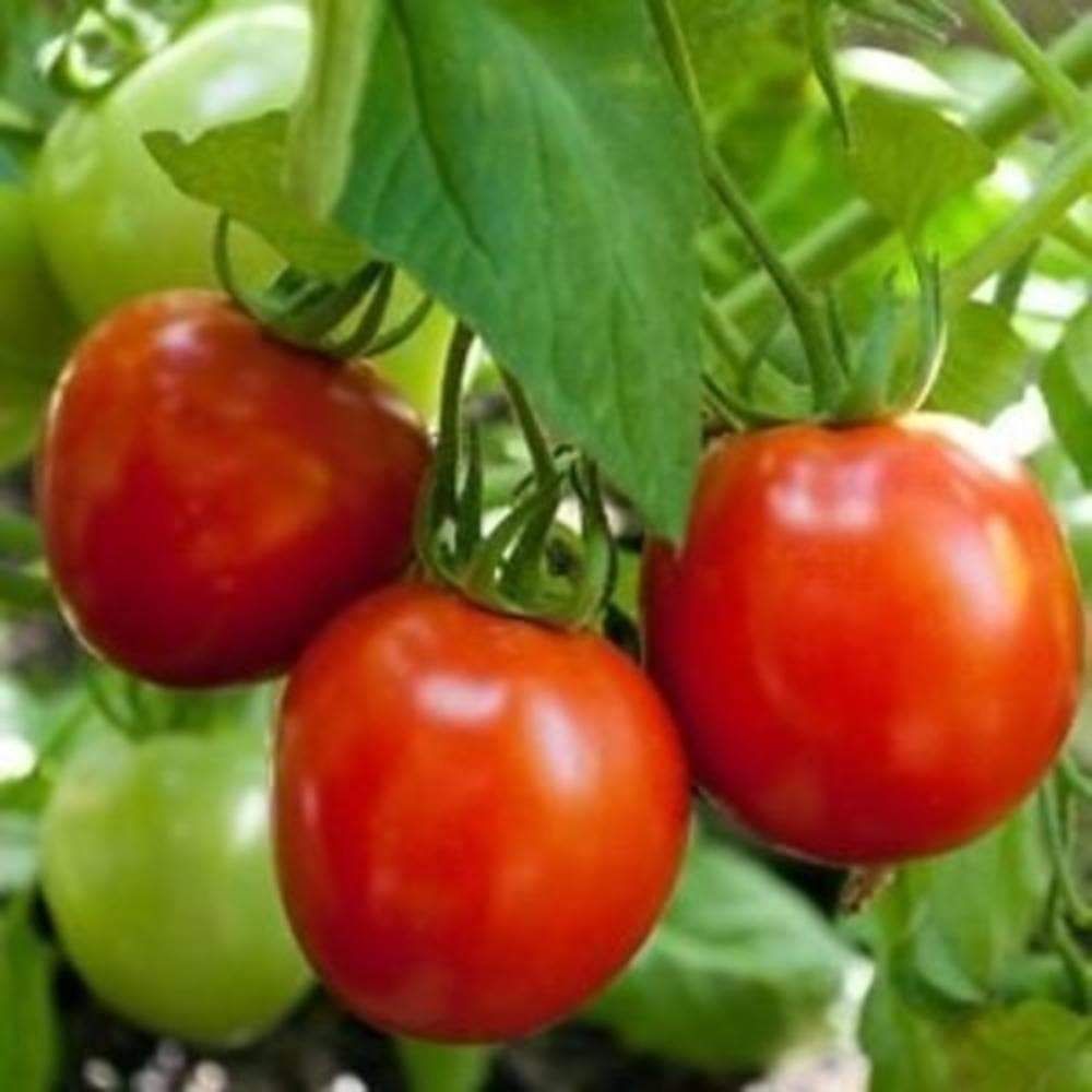 Tomato Vr Moscow Vegetable 100 mg Seeds For Planting