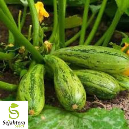 15 Caserta Zucchini Squash Seeds - Non-GMO, Summer Heirloom Variety