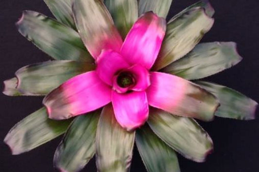 Bromeliad Neoregelia Purple Passion 6" Pot - Vibrant Tropical Plant, Neoregelia 'Purple Passion' for Indoor Decor and Gardens