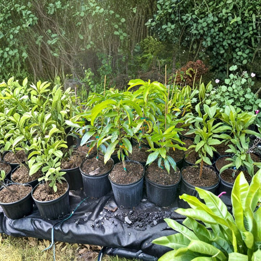 Ceci Love Dwarf Mango Tree – Mangifera indica Grafted Live Tree | 2–4 Feet Tall | Rare Florida Variety  Compact Growth | Fiberless & High Brix | Ships to All States