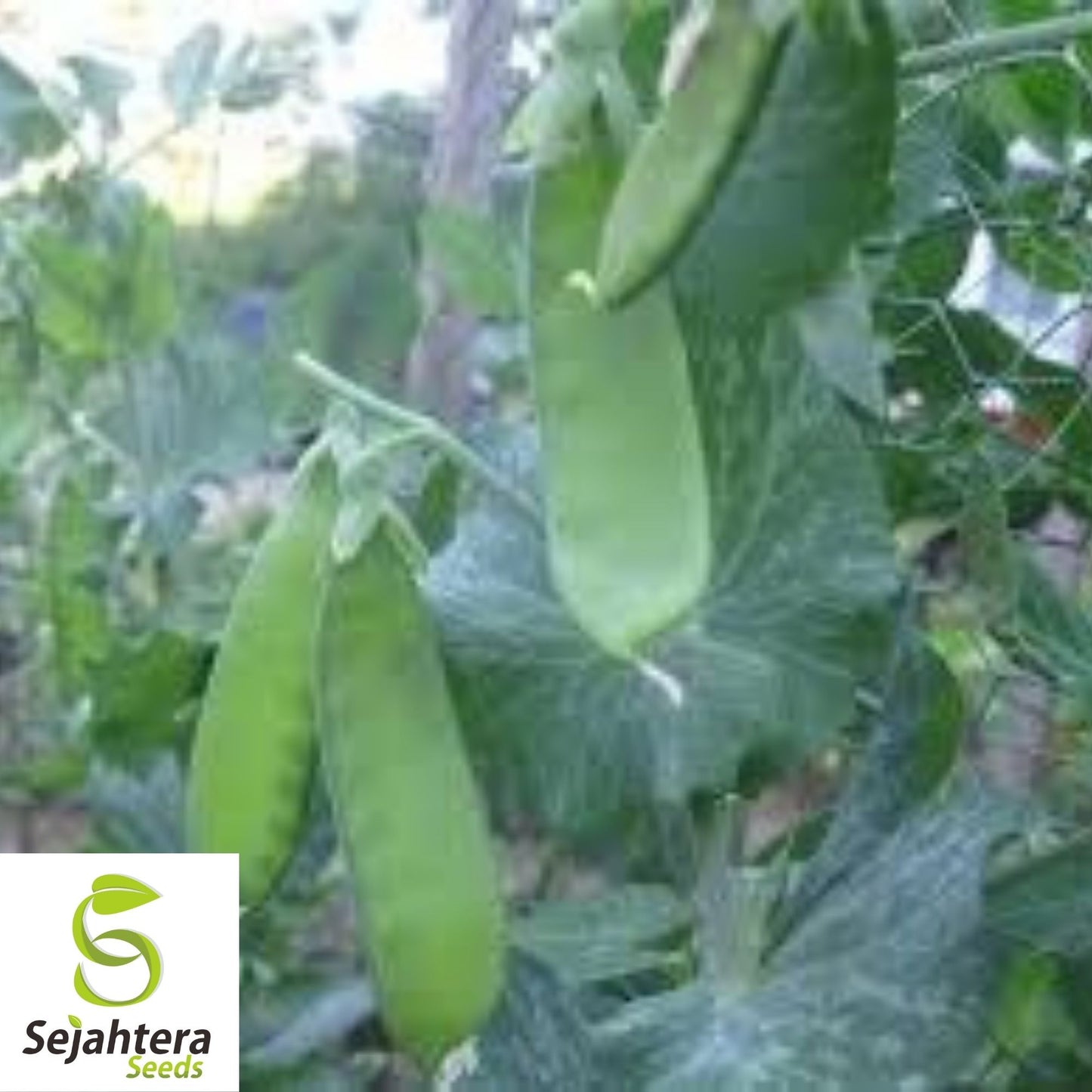 Oregon Sugar Pod II Pea Seeds 25 Ct | Heirloom Snow Pod Vegetable USA