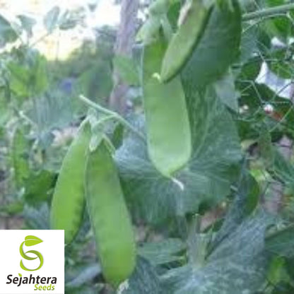 Oregon Sugar Pod II Pea Seeds 25 Ct | Heirloom Snow Pod Vegetable USA