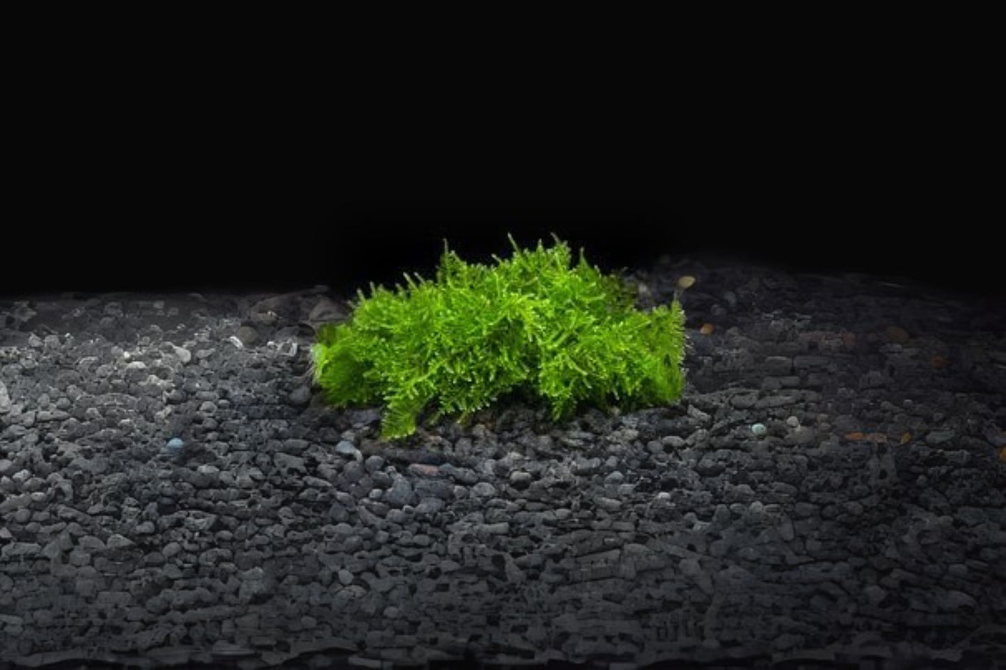 Christmas Moss Portion Cup 3.5oz - Vesicularia dubyana Freshwater Aquarium Plant - Live Aquarium Moss for Aquascaping