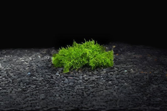 Christmas Moss Portion Cup 3.5oz - Vesicularia dubyana Freshwater Aquarium Plant - Live Aquarium Moss for Aquascaping