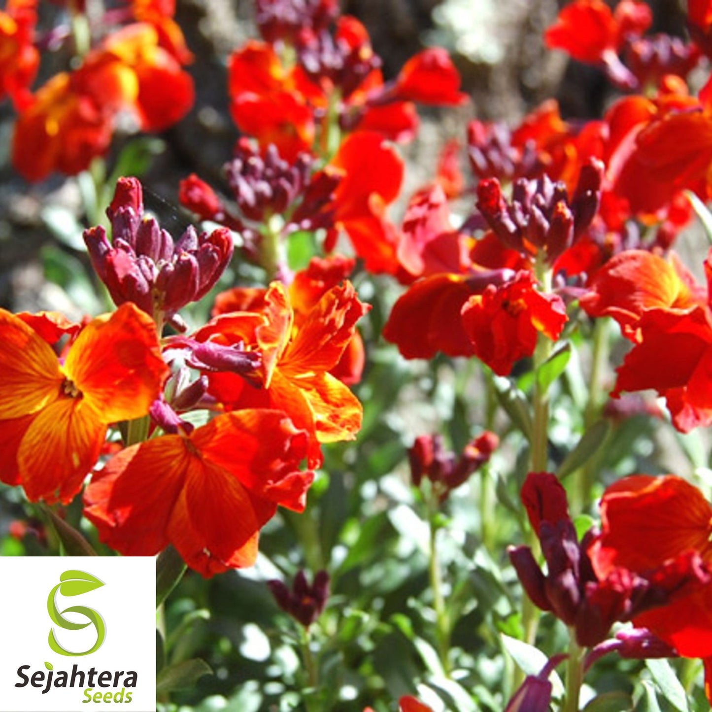 150+ English Wallflower Seeds - Cheiranthus Cheiri, Vibrant Blooms, Non-GMO