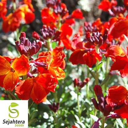 150+ English Wallflower Seeds - Cheiranthus Cheiri, Vibrant Blooms, Non-GMO