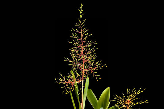 Aechmea Yellow Berries Plant - 9" Pot - Tropical Bromeliad - Aechmea 'Yellow Berries' - Vibrant Indoor/Outdoor Foliage