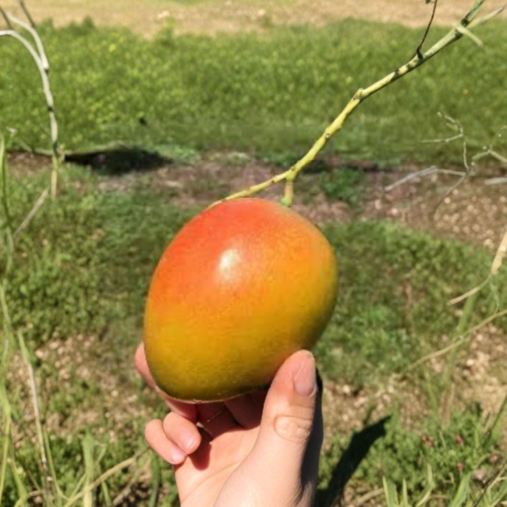 Ceci Love Dwarf Mango Tree – Mangifera indica Grafted Live Tree | 2–4 Feet Tall | Rare Florida Variety  Compact Growth | Fiberless & High Brix | Ships to All States