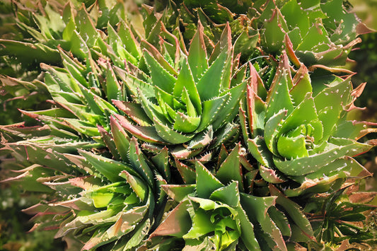 Star Aloe Cluster 4" Variegated Succulent Plant - Aloe Variegata - Easy Care Indoor Plant with Unique Striking Leaves