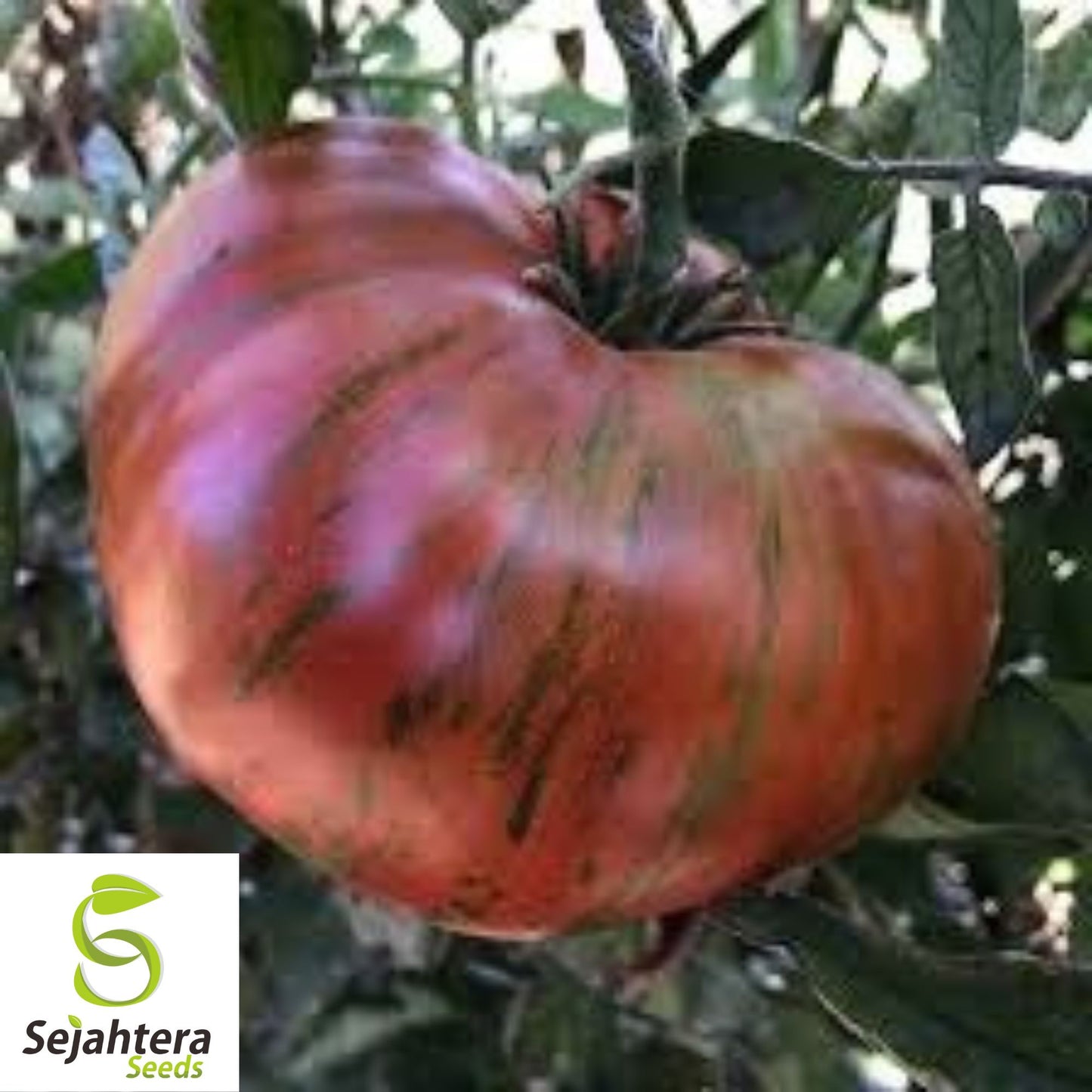 Chocolate Stripe Tomato Seeds - 120+ Heirloom - Organic, Non-GMO & Rare