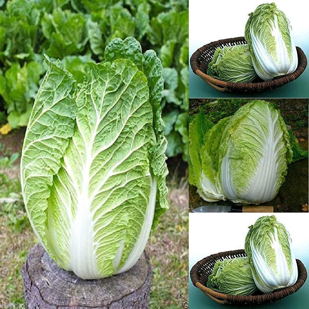 Chinese Cabbage Matsushima Brassica Rappa Pekinensia Group 150 Seeds For Planting