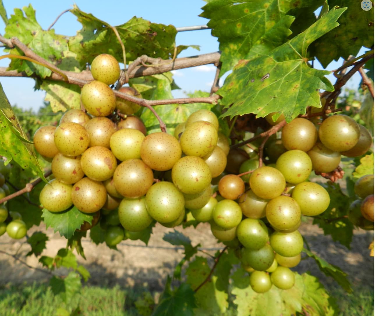 2 Hall Muscadine Grape Vine - 2year old Bare Root Live Plants 1-2ft tall