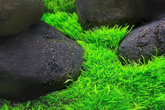 Utricularia graminifolia Freshwater Aquarium Plant 3.5oz Cup - Grass-Leaved Bladderwort for Aquatic Landscapes