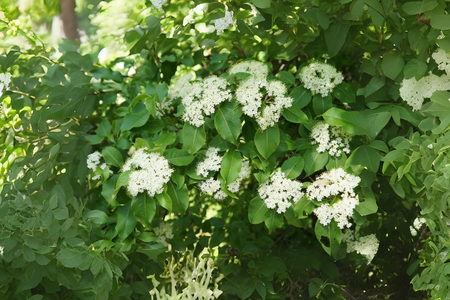 Blackhaw Smooth Blackhaw (Viburnum prunifolium)