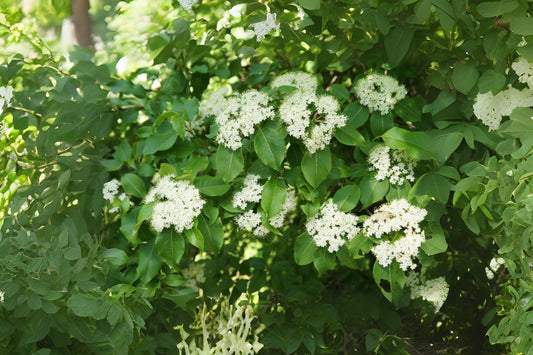 Blackhaw Smooth Blackhaw (Viburnum prunifolium)