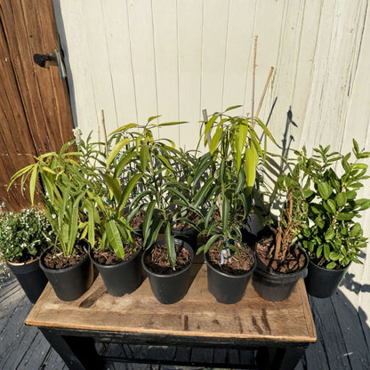 Irwin Mango Tree – Mangifera indica Grafted Live Tree | 2–4 Feet Tall | Florida Variety  Lippens × Haden Hybrid | Sweet Red Mango | No Ship to CA, TX, AK, AZ, NM