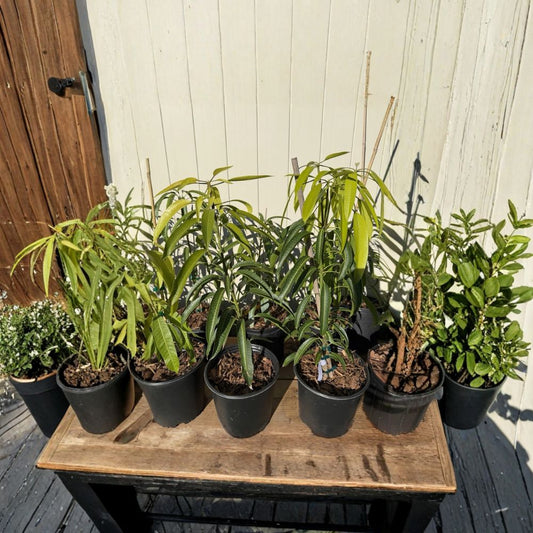 Irwin Mango Tree – Mangifera indica Grafted Live Tree | 2–4 Feet Tall | Florida Variety  Lippens × Haden Hybrid | Sweet Red Mango | No Ship to CA, TX, AK, AZ, NM