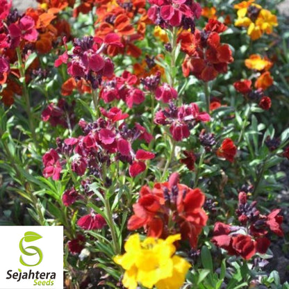 150+ English Wallflower Seeds - Cheiranthus Cheiri, Vibrant Blooms, Non-GMO