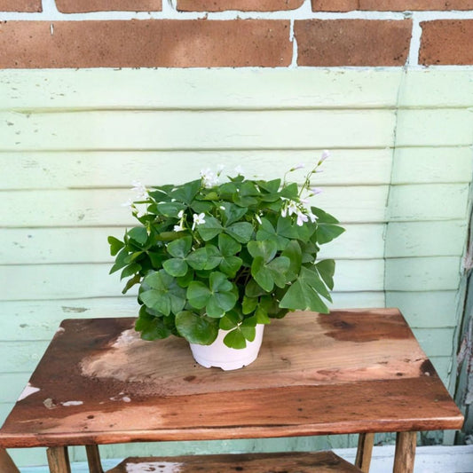 Green Oxalis – Oxalis spp. Live Houseplant | Includes 6" Pot  Lucky Shamrock Plant | Easy Care | Bright Green Foliage