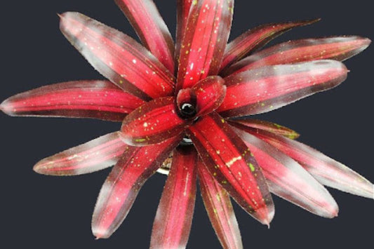 Bromeliad Plant 6" Neoregelia Margaret - Tropical Houseplant for Indoor Decor - Unique Colorful Foliage - Neoregelia spp.