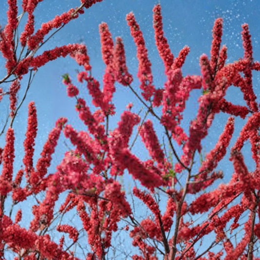Peach ‘Red Baron’ – Double Blooming Freestone Peach Live Fruit Tree | 2–3 Feet Tall | Includes 3 Gallon Pot  Showy Red Blossoms | Sweet Yellow Freestone | Self-Fruitful