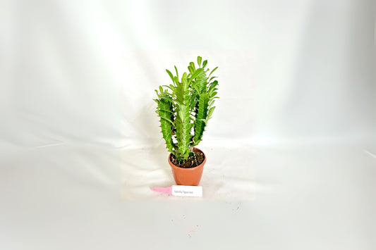 Euphorbia Trigona Plant - 4 in Pot - African Milk Tree Succulent - Unique Architectural Shape - Easy Care Indoor/Outdoor Plant